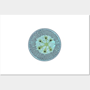 Diatom - Lindavia ocellata (green, artwork) Posters and Art